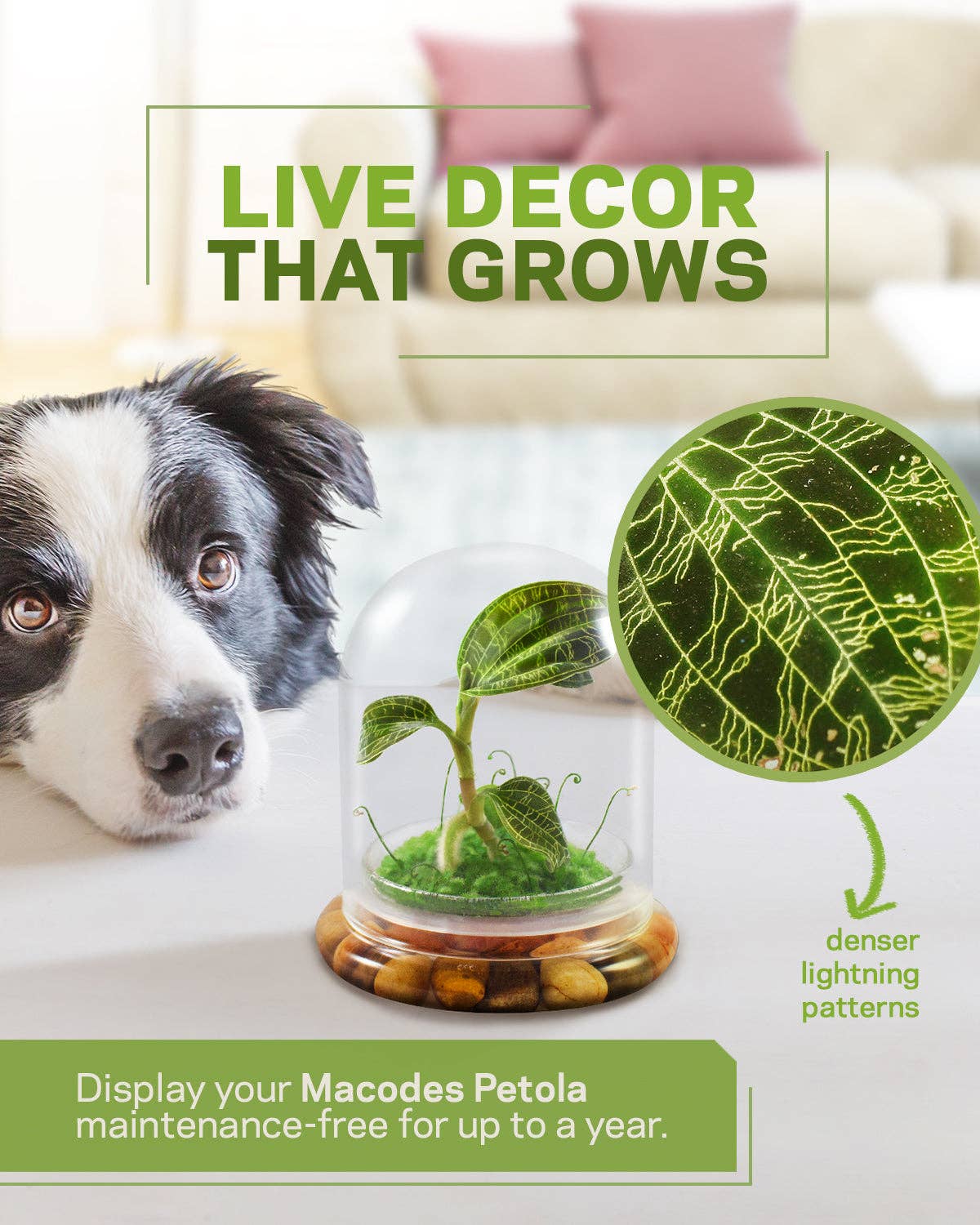 bloomify – Planta viva por atacado – Jewel Orchid Terrarium, Macodes Petola, Grande Presente Único, Garantia de Crescimento 100%7