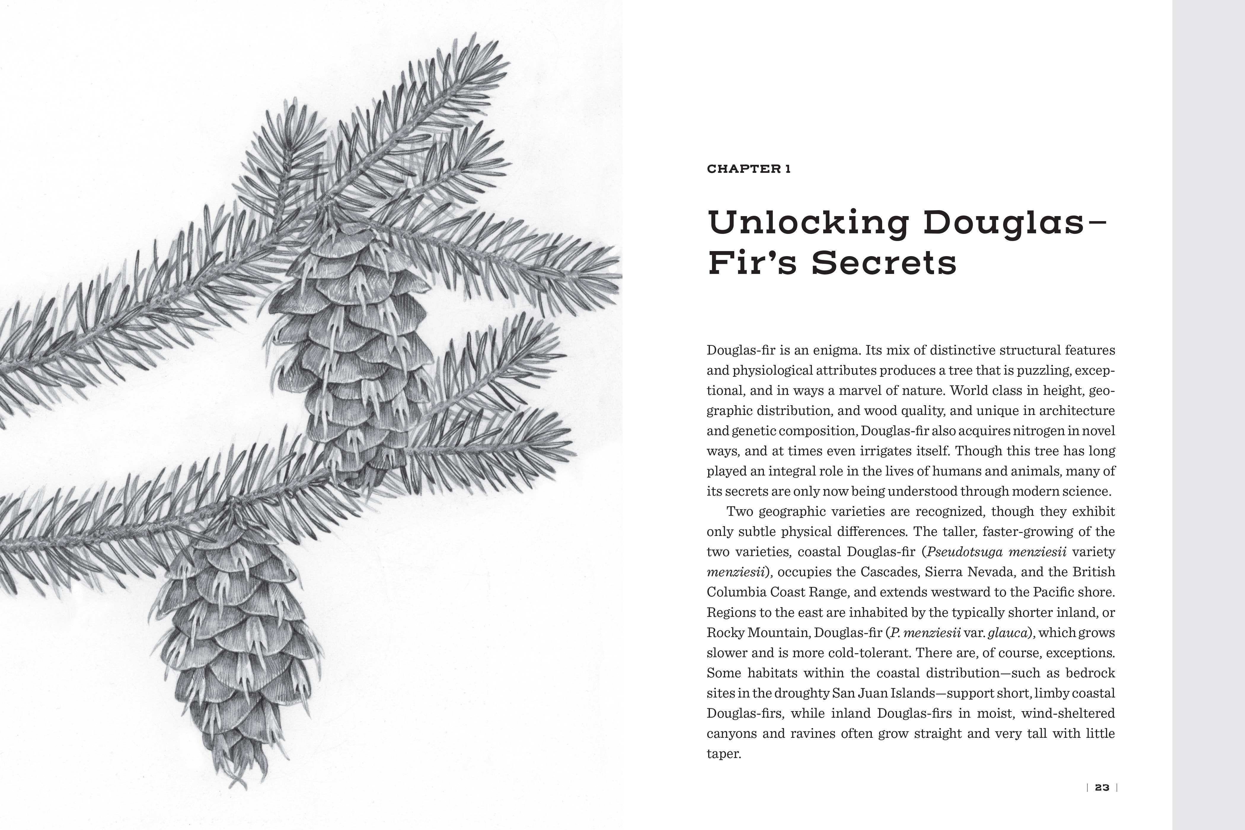 Mountaineers Books - Wholesale Nature & Outdoors - Douglas Fir: The Story of the West’s Most Remarkable Tree4