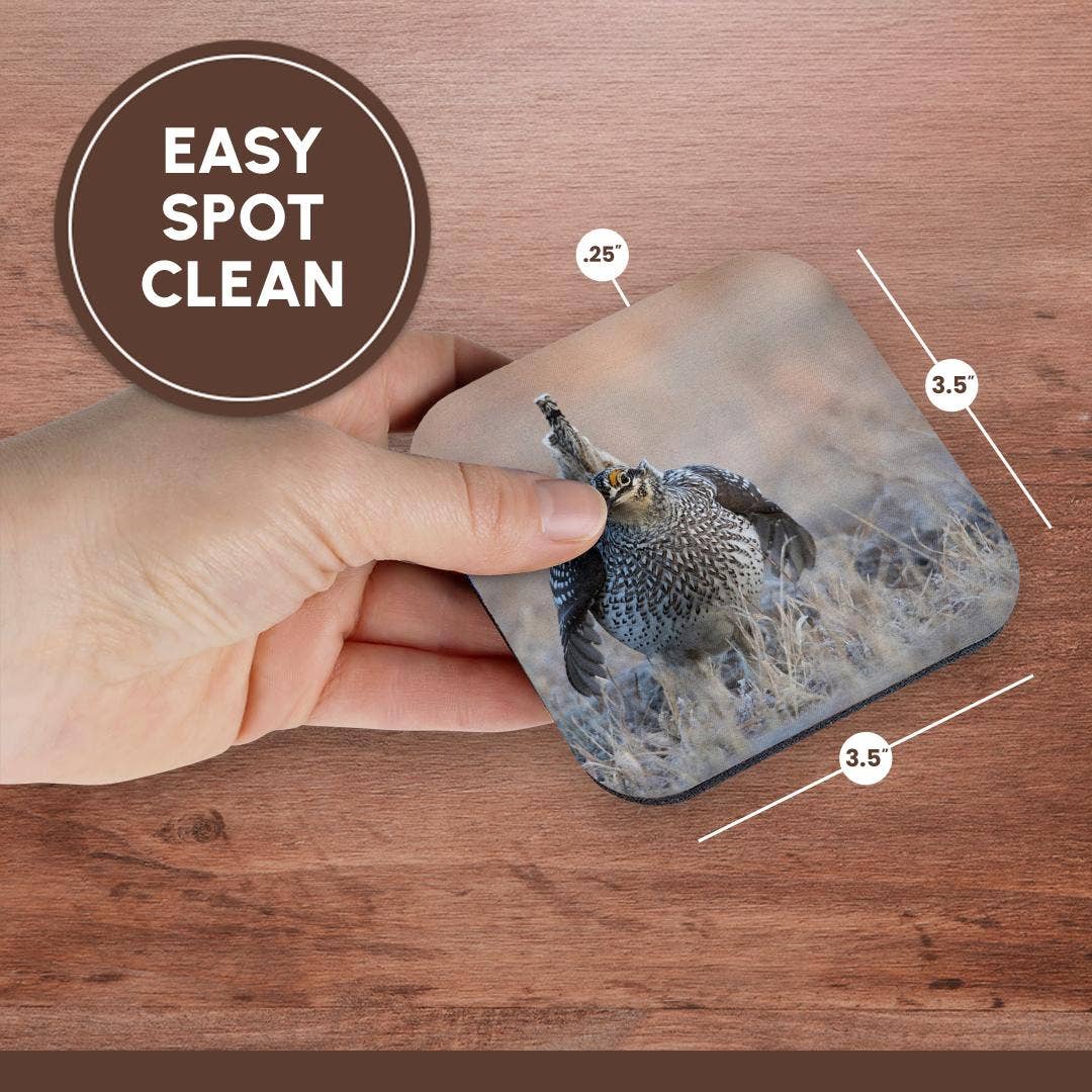 3dRose - Wholesale Coasters - 3dRose, Sharp-tailed grouse claiming lek territory, Coaster13