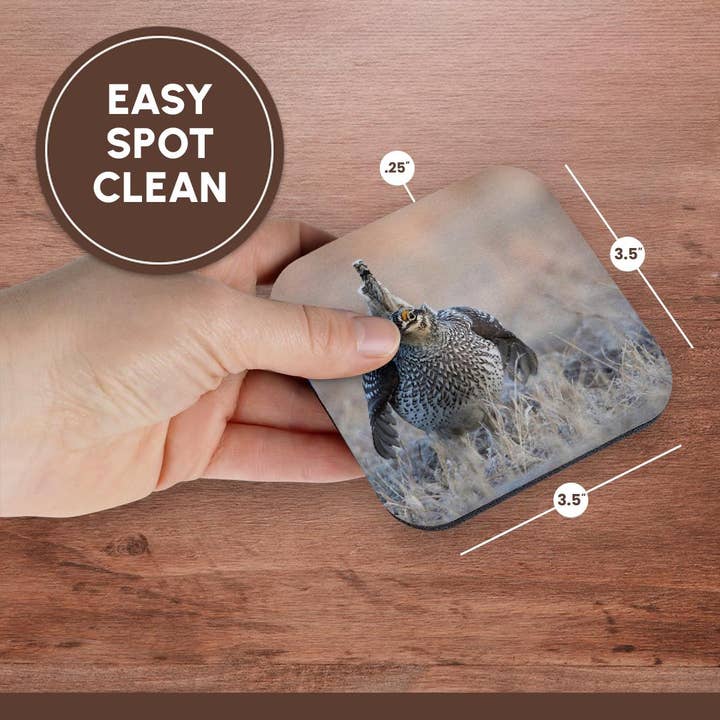 3dRose - Wholesale Coasters - 3dRose, Sharp-tailed grouse claiming lek territory, Coaster13