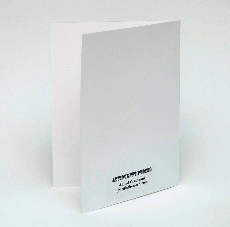 The Wild Oddisorium - Wholesale Everyday Greeting Card - Owl Note Card Grandfather Papa Bird Lover Nature Animals4