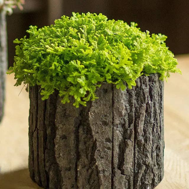 Vagabond Vintage - Wholesale Plant Pot - Round Concrete Pot with Bark Motif2