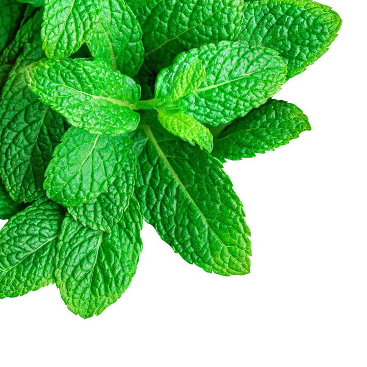 Menthol Incense Cones for wholesale by Beaches of Tunisia, LLC