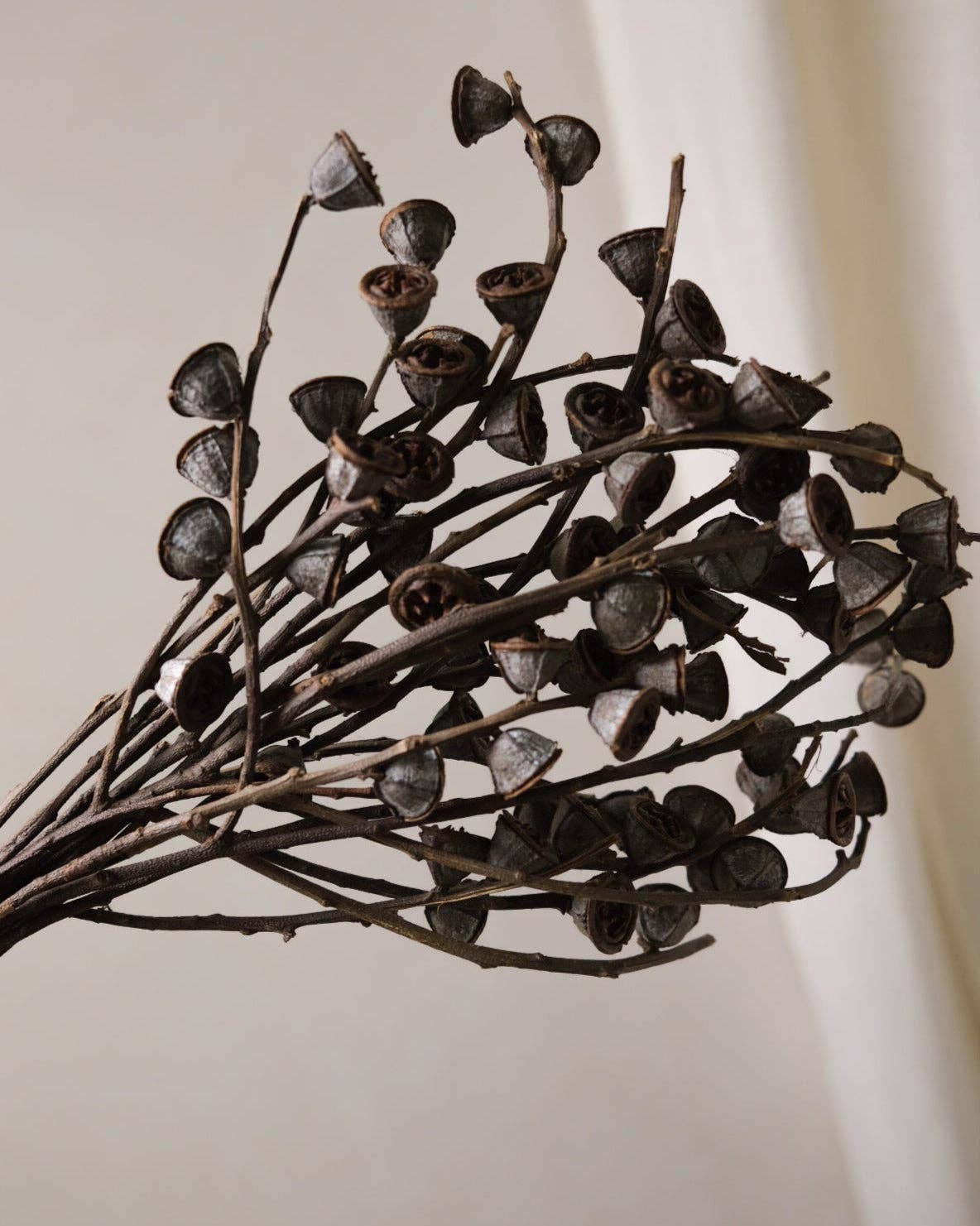 Twenty Third by Deanne - Wholesale Dried/Pressed Flowers - Dried Eucalyptus Fruit Big