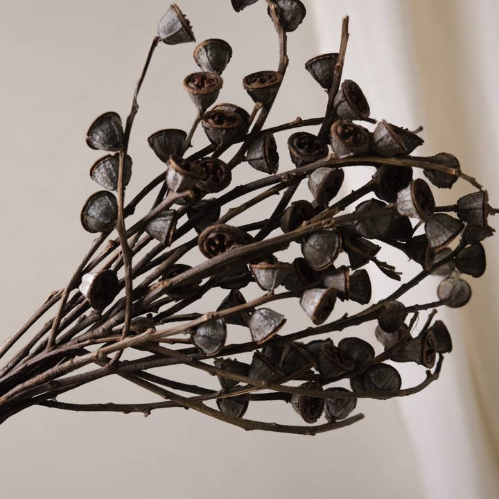 Twenty Third by Deanne - Wholesale Dried/Pressed Flowers - Dried Eucalyptus Fruit Big0