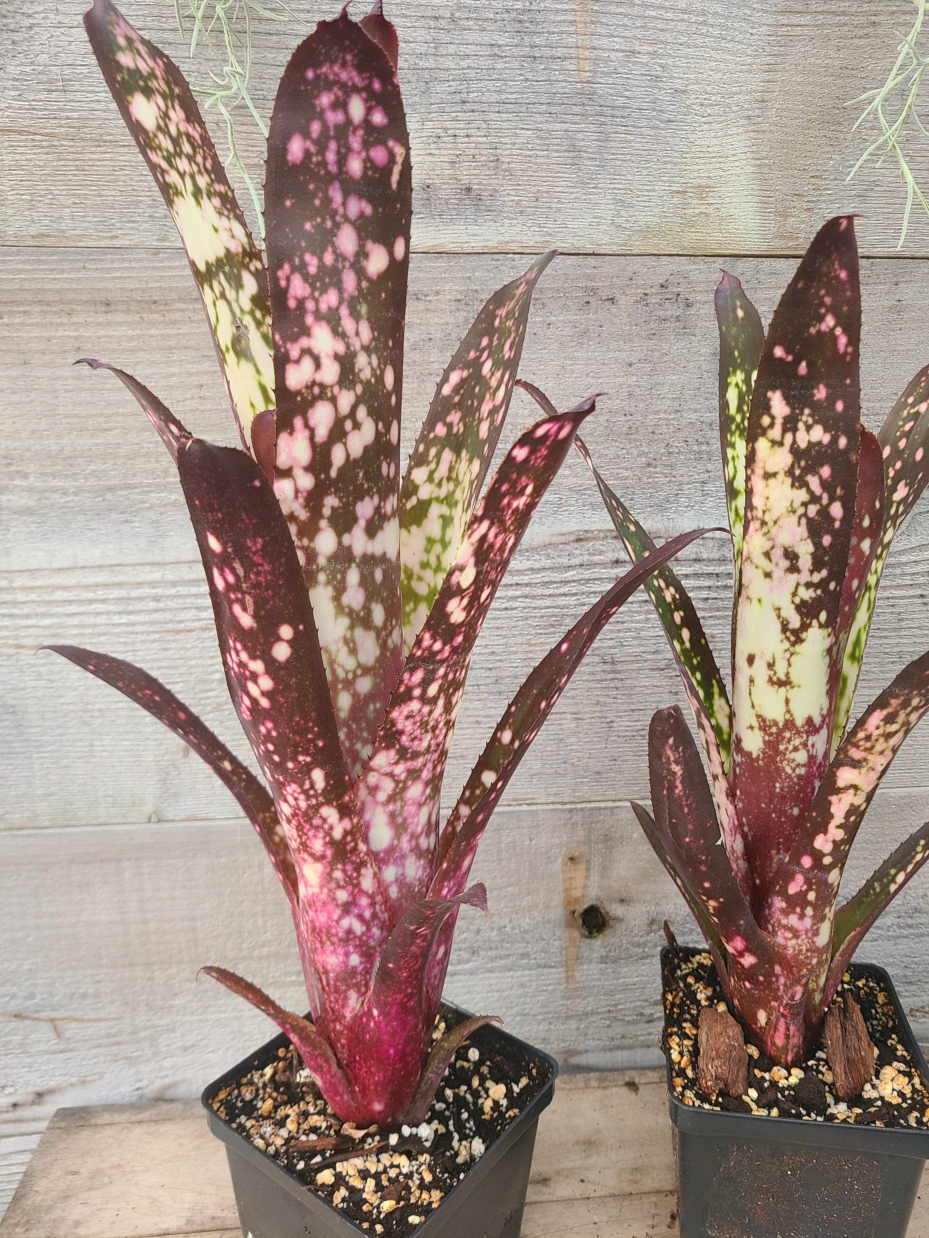 Buzz + Thrive Gardens - Wholesale Live Plant - Billbergia 'Hallelujah'2