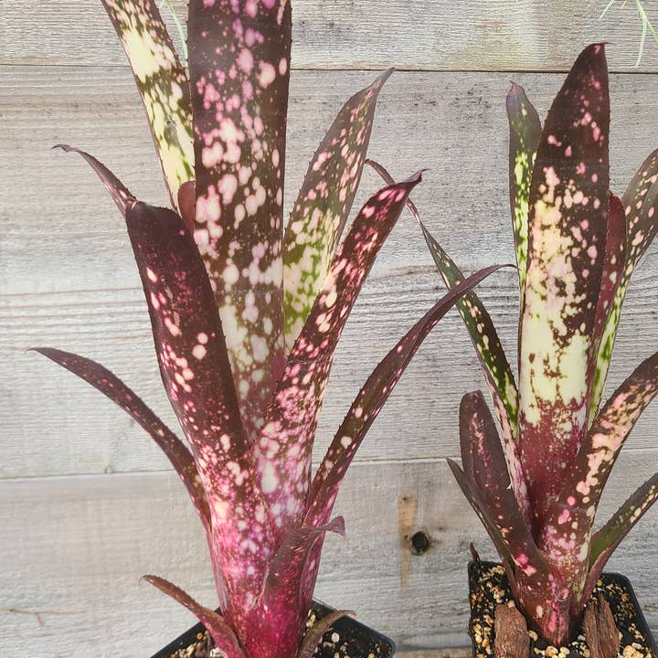 Buzz + Thrive Gardens - Wholesale Live Plant - Billbergia 'Hallelujah'2