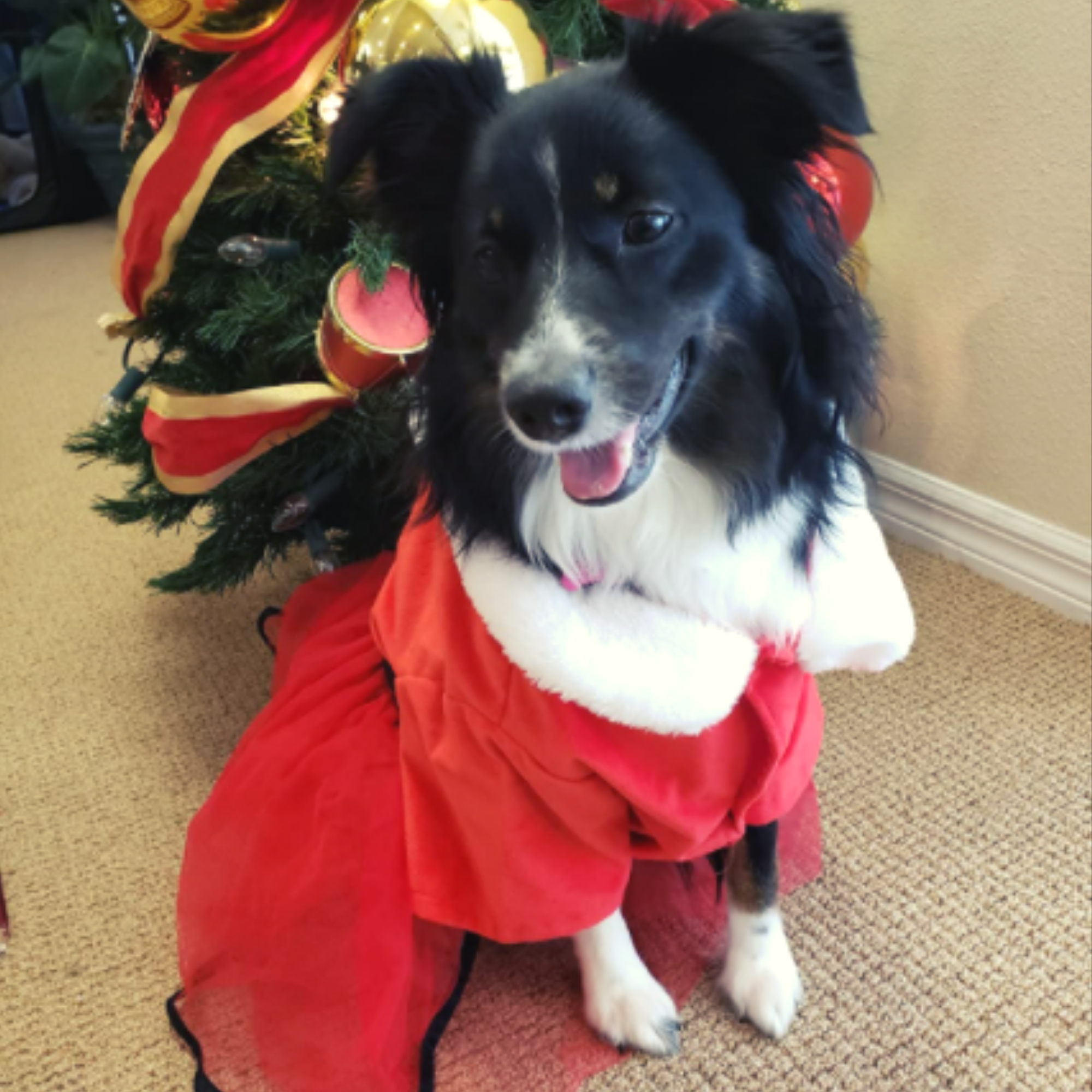 Midlee Designs – vestido - Cão por atacado – Vestido Midlee Mrs. Claus Santa Tutu Dog2