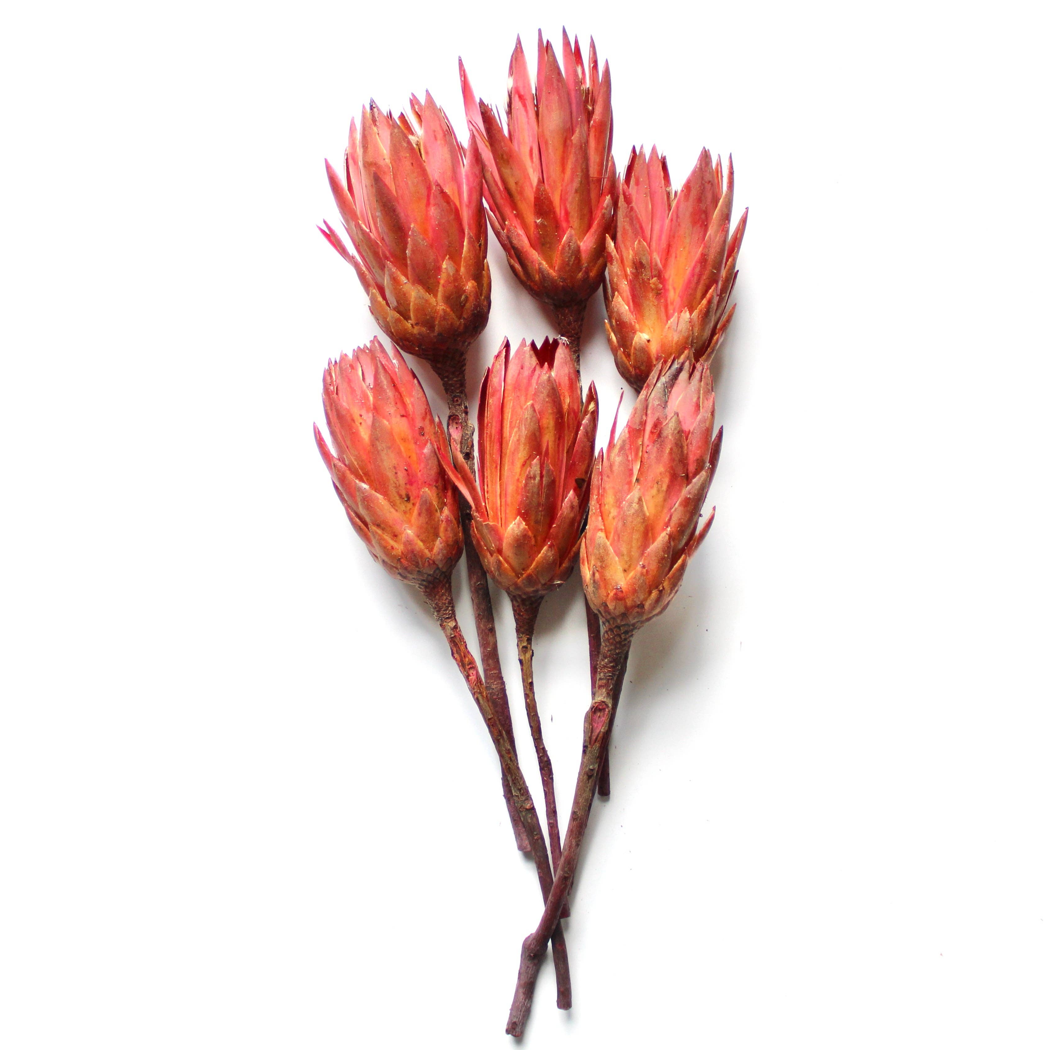 Roxanne's Dried Flowers - Wholesale Dried/Pressed Flowers - Protea  - Repens3