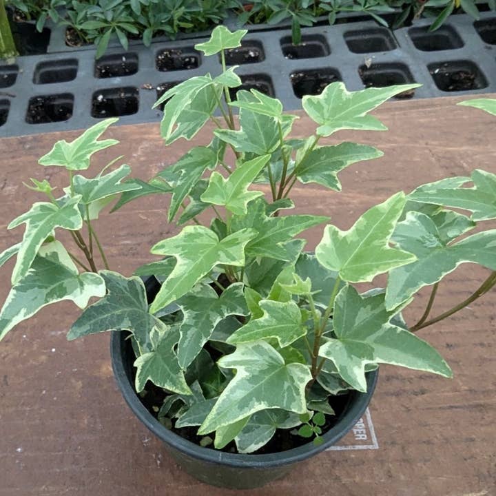 3" Potted English Ivy, Variegated, Green or Combination for wholesale by Succulents & Such, Inc.