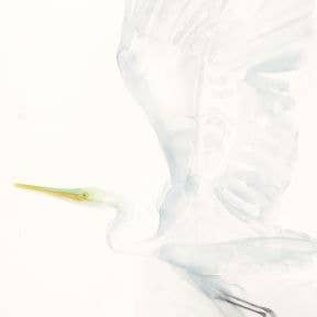 Great Egret ~ "Wonder" ~ "Oh, to Fly" ~ Giclée Print for wholesale by Holly Wach Art LLC