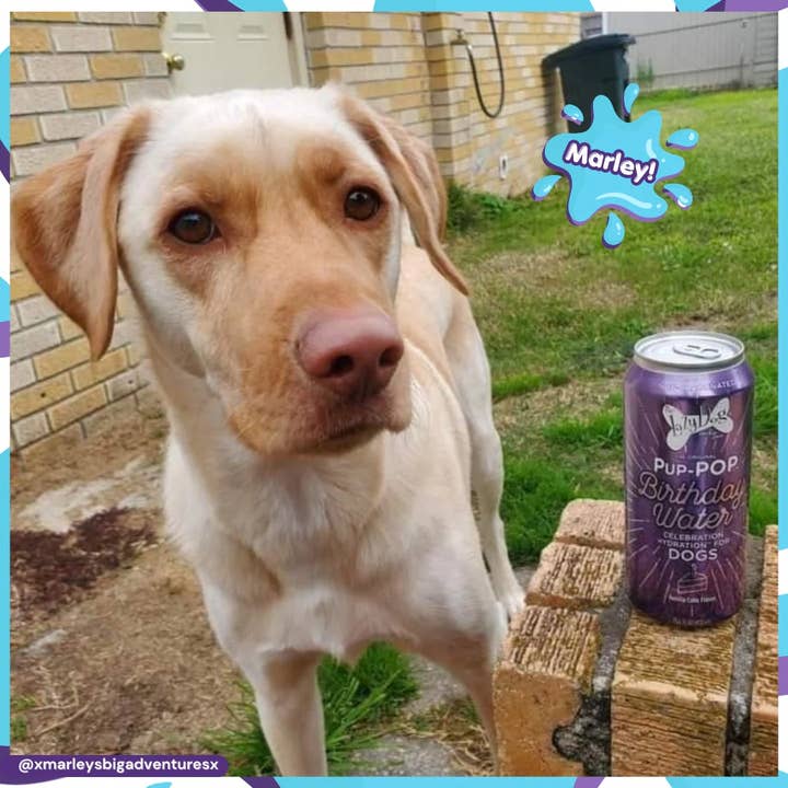 Pet Palette Distribution - Wholesale Pet Treats - Dog - Lazy Dog Pup-POP Birthday Water Vanilla Cake Flavor 4pk
