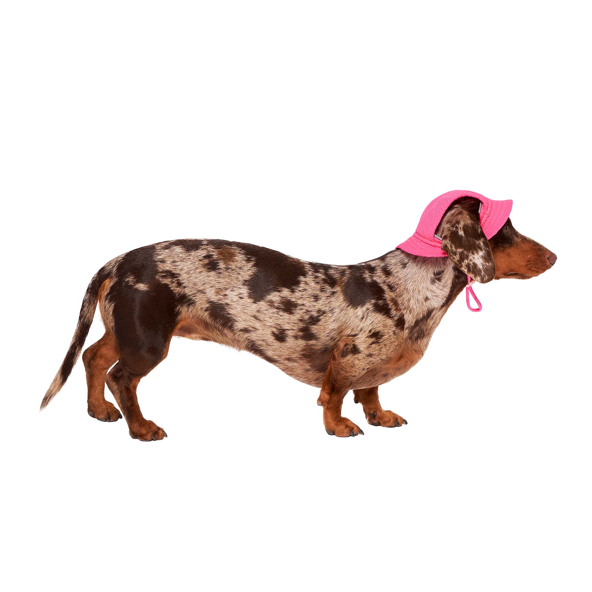 Rose fluo Canada Pooch Chill Seeker Chapeau rafraîchissant pour chien (rose néon) en vente sur Faire2