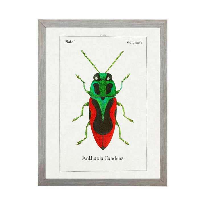 Watercolor Green And Red Bug Bookplate for wholesale by Antique Curiosities Inc