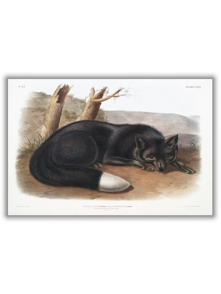 American Black or Silver Fox - by John Audubon for wholesale by Stanley Print House