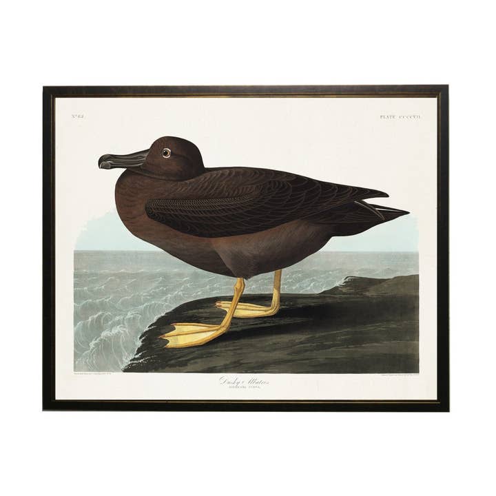 Antique Curiosities Inc - Wholesale Art Print - Dusky Albatross Bookplate