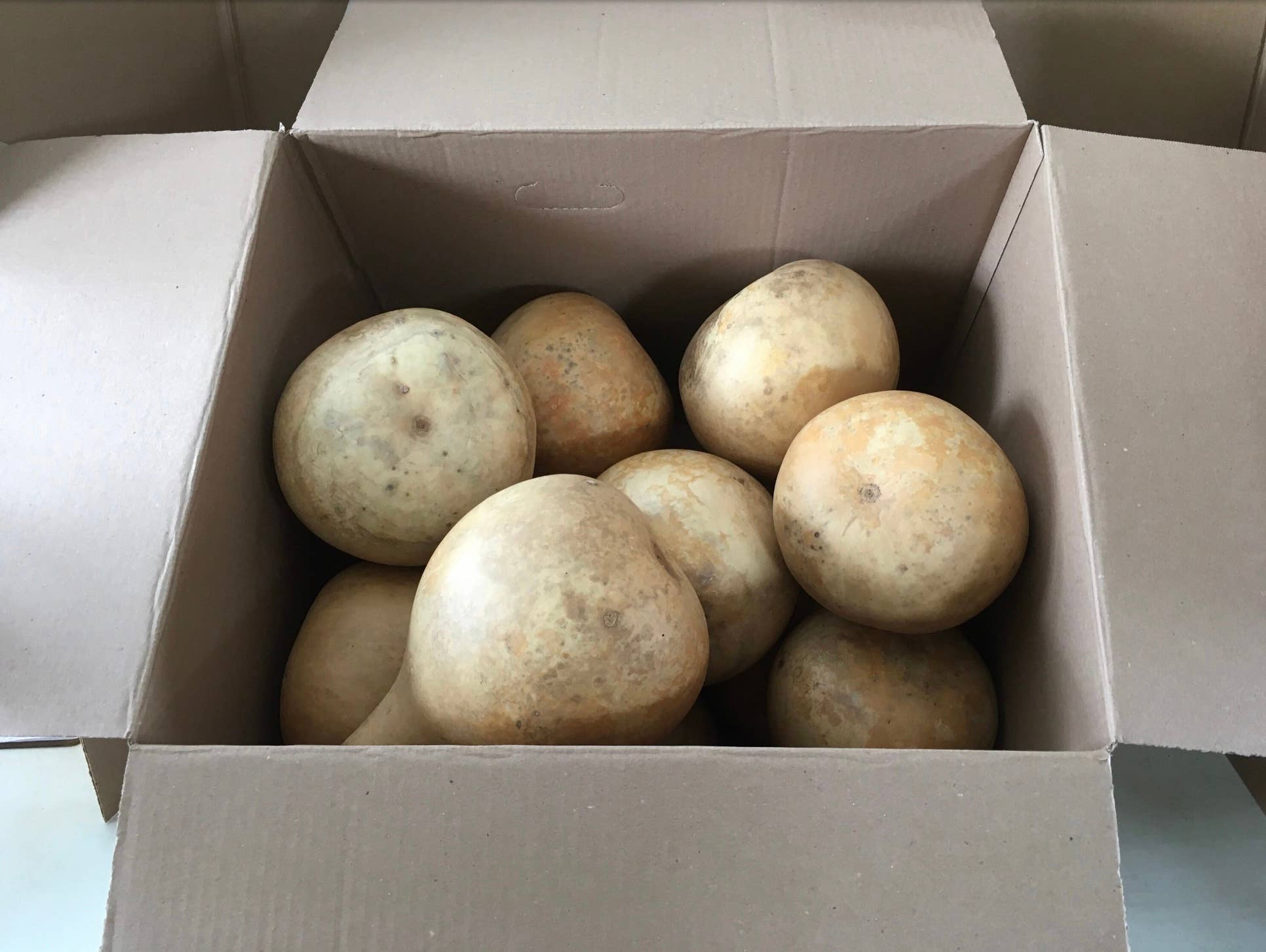 YellowSeventeen - Wholesale Decorative Tabletop Object - 16 Craft Ready Cleaned SPECIALS Gourds Martin House 7 inch1