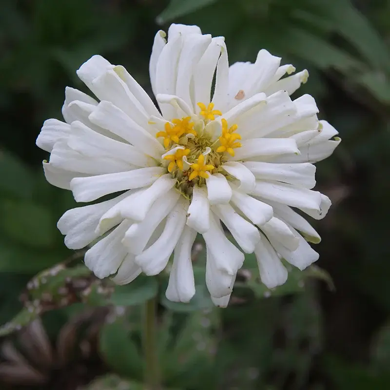The Elevated Seed Co. - Wholesale Plant Seeds - Giant White Cactus Zinnia Garden Seeds1