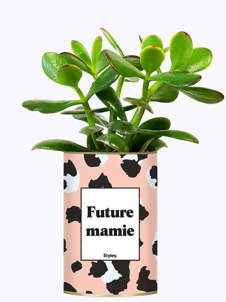 Framtida Mormor - Växt för wholesale av Styley