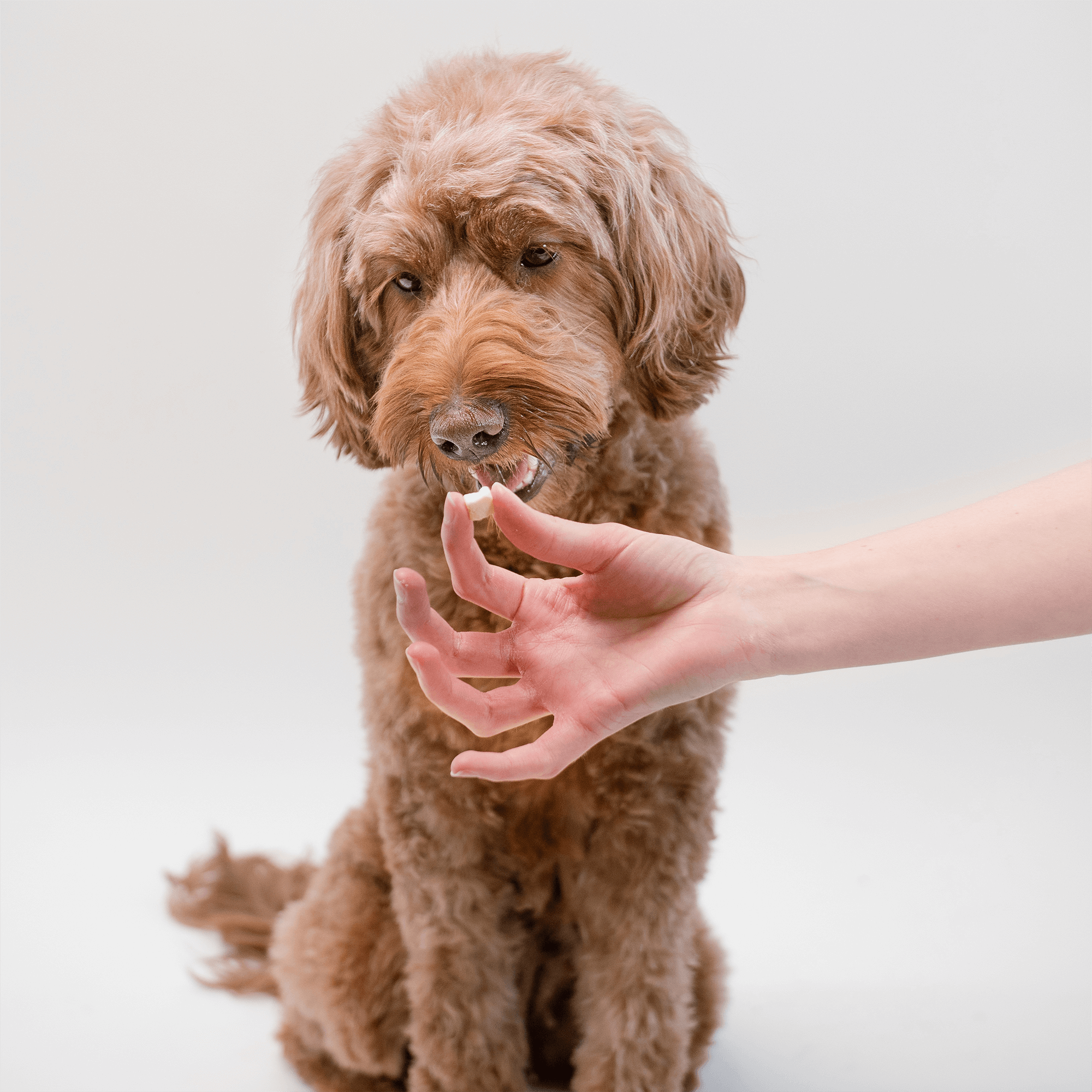 Pupford - Vente Friandises – chien - Crunchies au gouda 7,5 oz5