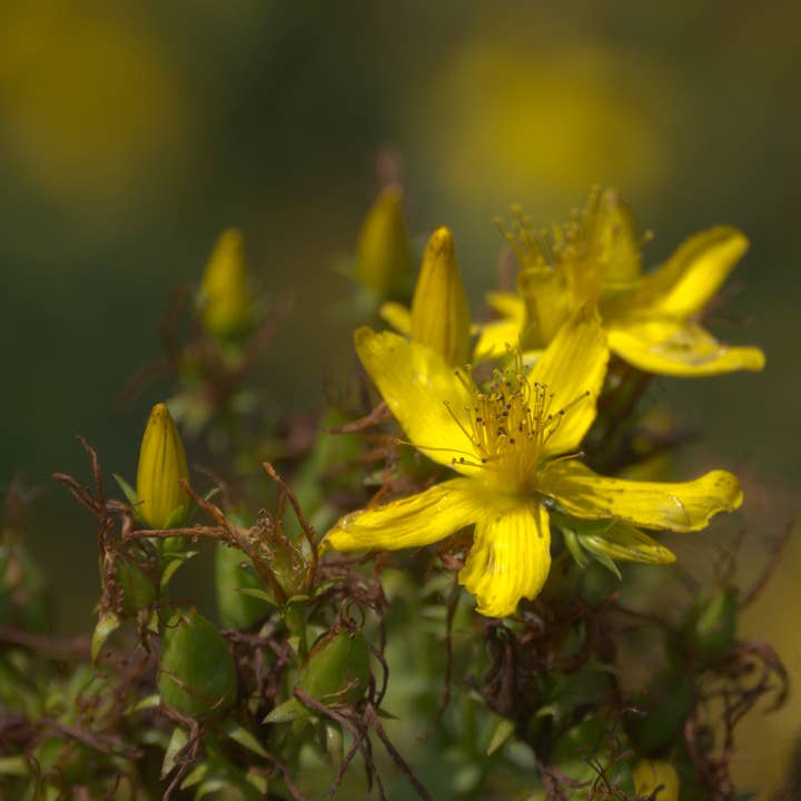 St John's Wort: Seed Pack - Organic for wholesale by Earthsong Seeds