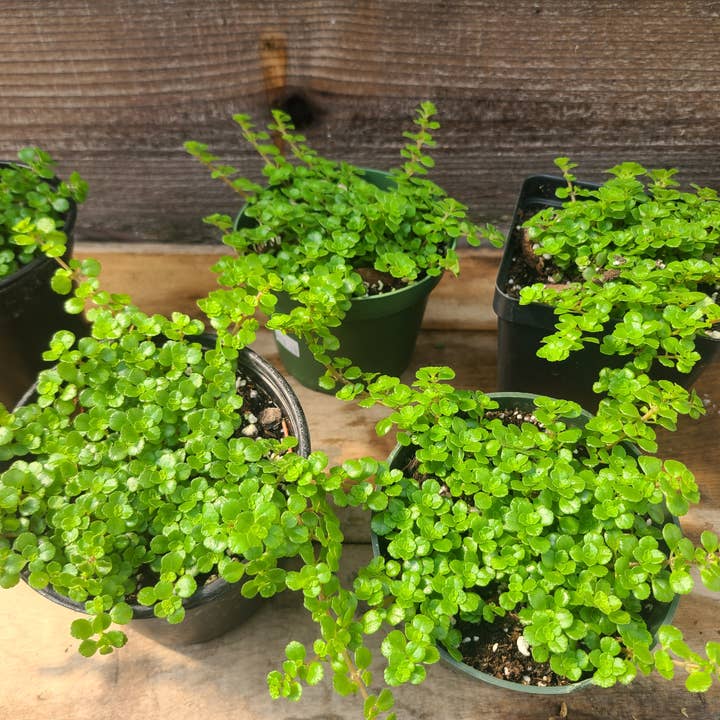 Pilea 'Tiny Tears'  for wholesale by Buzz + Thrive Gardens
