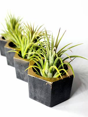 Quatro Concrete Pot Multiple Air plant | Tealight Candle for wholesale by Geoform Designs