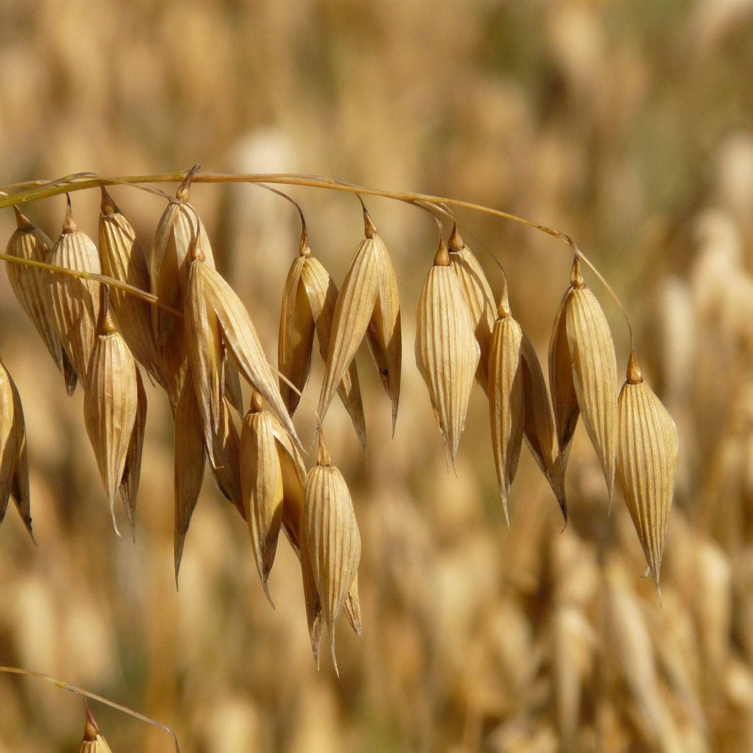 Organic Workout – wholesale Protein-/superfoodpulver – Ekologiska glutenfria stora havreflingor – 450 g5