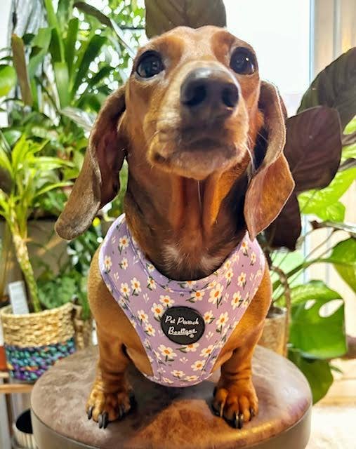 Pet Pooch Boutique – wholesale Pet harness – Dog – Lucky Little Lavender Daisies Dog Harness w/Accessories2