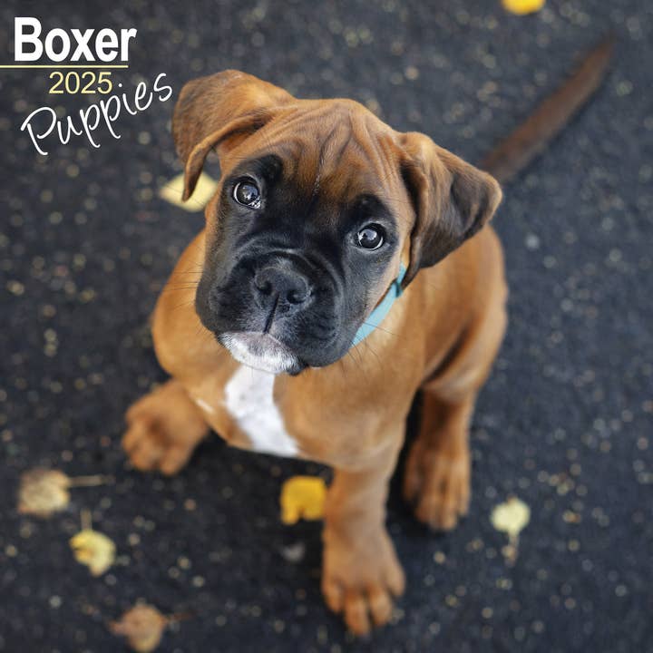 Boxer Puppies Calendar 2025 for wholesale by Avonside Publishing Ltd