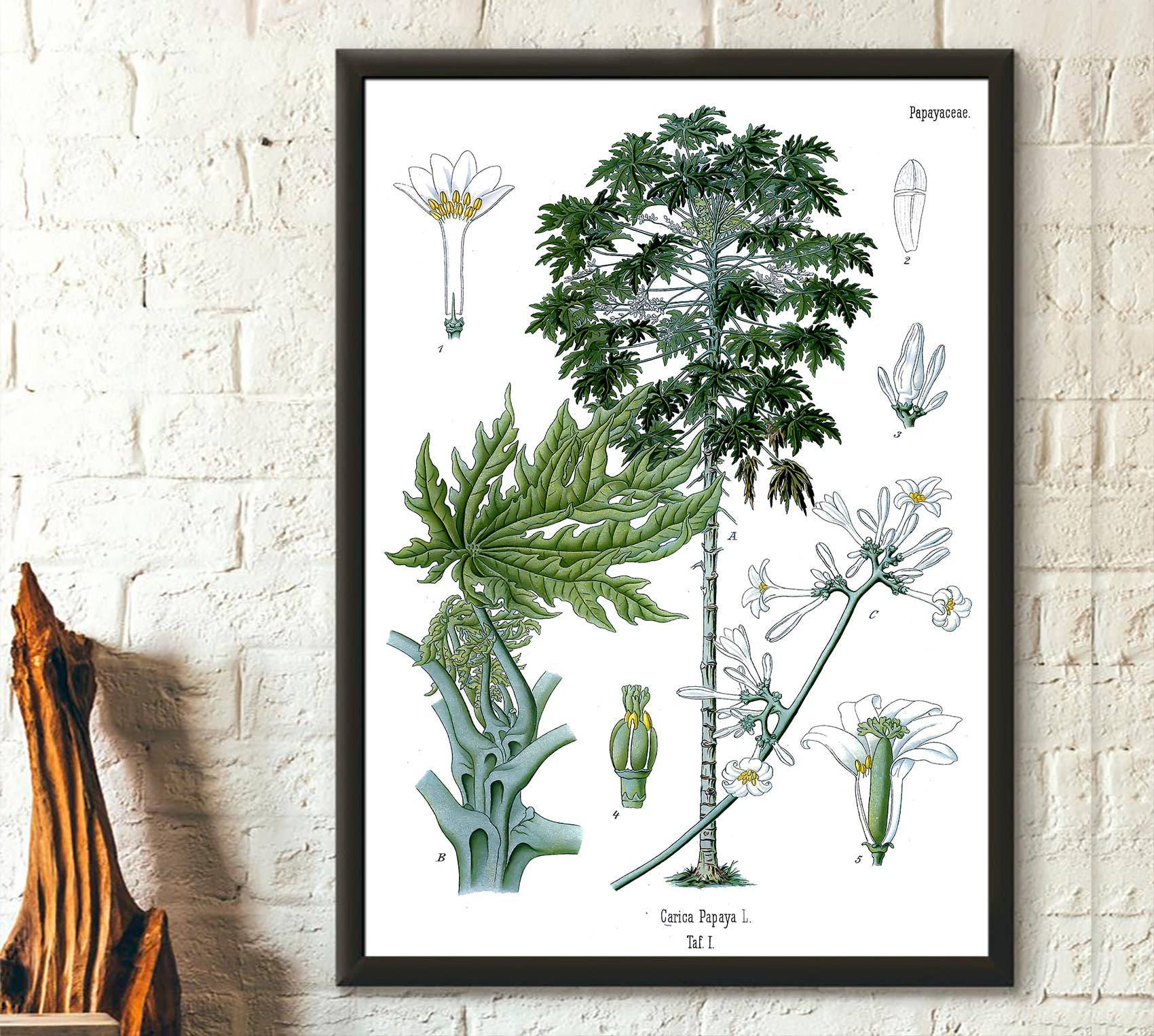 Vintage Wall Graphics – wholesale Poster – Vintage Papaya Botanical Wall Art Köhler's Housewarming Gift0