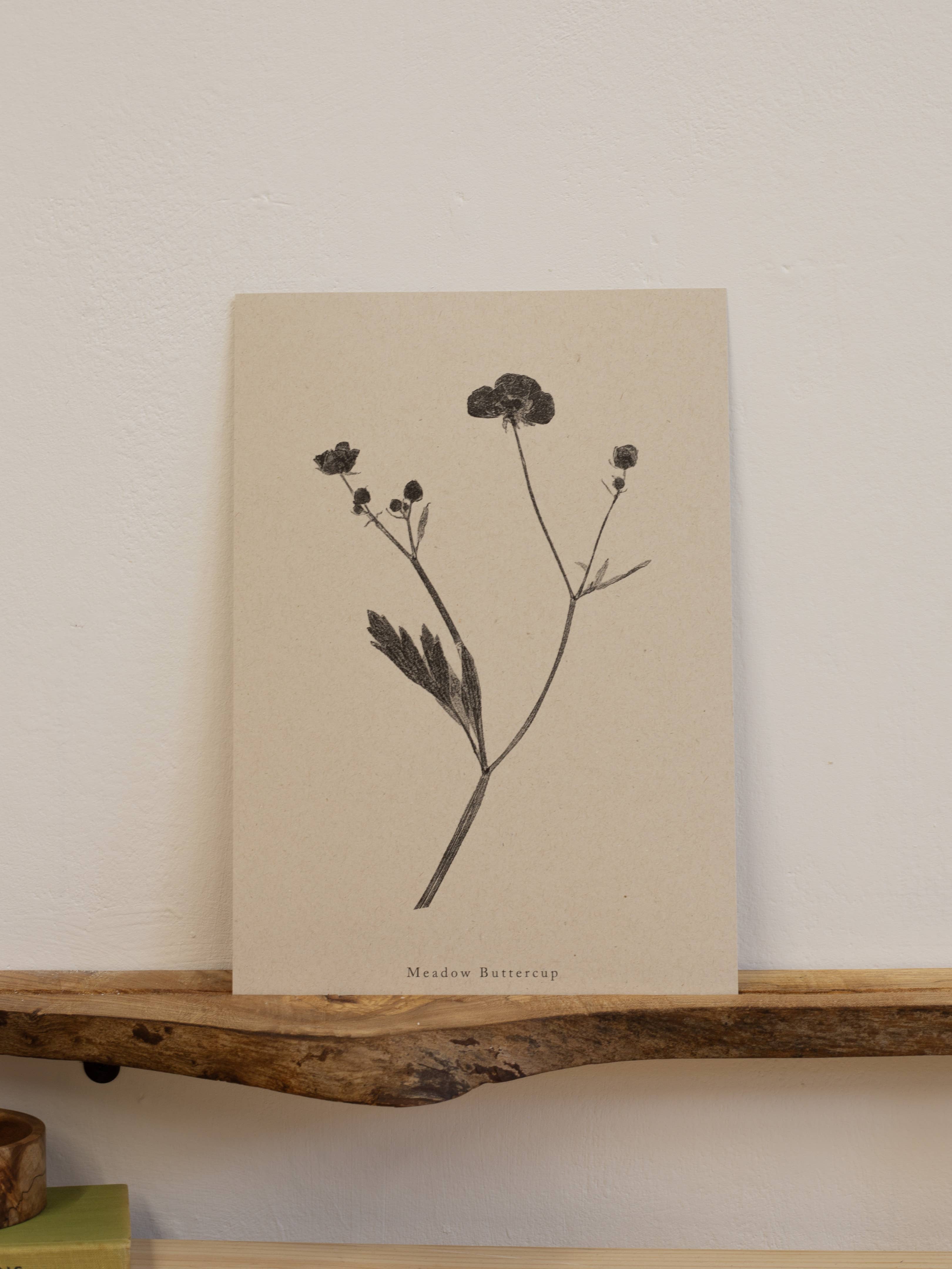 Alicia Breakspear - Wholesale Art Print - Botanical Art Print A5 A4 A3 Meadow Buttercup Flower