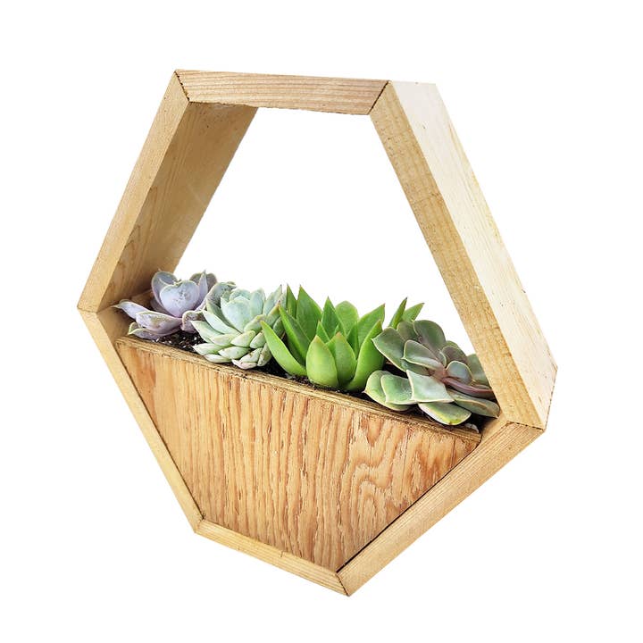 Best Plant Friend - Wholesale Succulent - Succulent Arrangement in Hexagon Wall Planter2