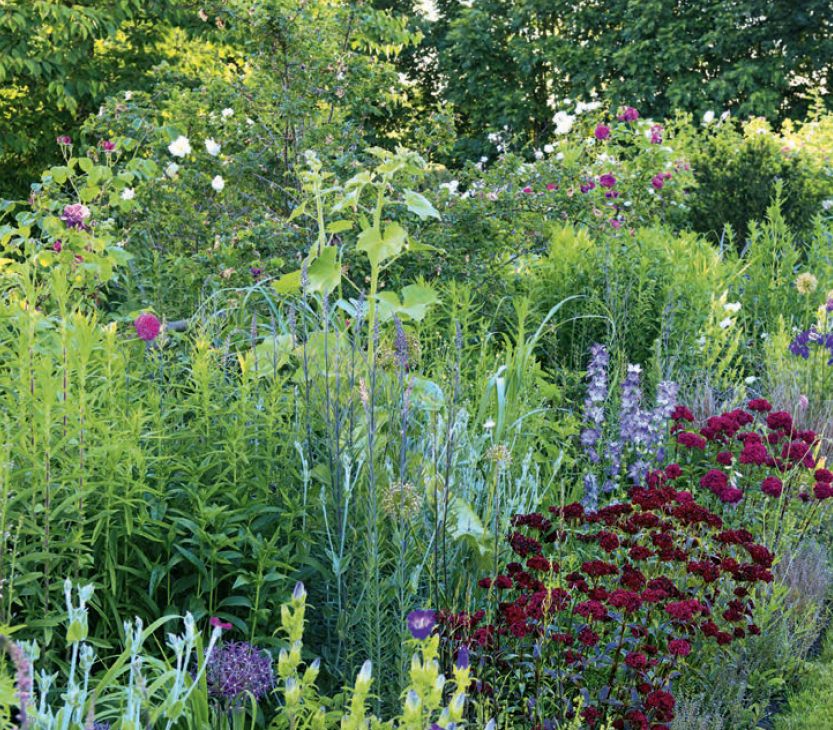 Callwey GmbH – Livro sobre casa e jardim por atacado – Plantas perenes no jardim.1