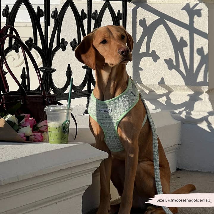 Cocopup London – wholesale Pet harness – Dog – Matcha Textured Tweed Adjustable Neck Harness16
