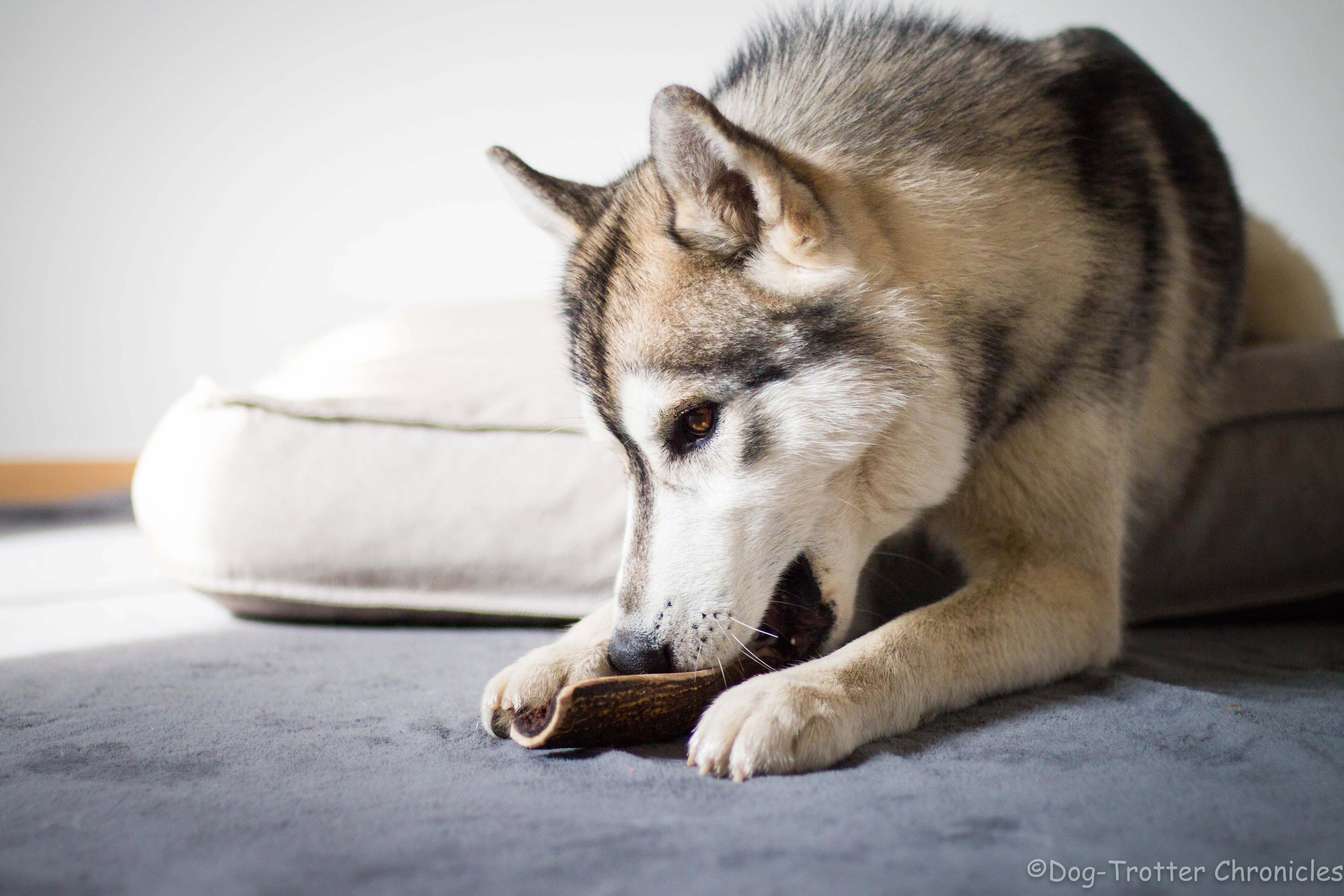 Evident - Wholesale Pet Bone/Rawhide - Dog - TOBY - Sliced deer antler to chew for dogs9