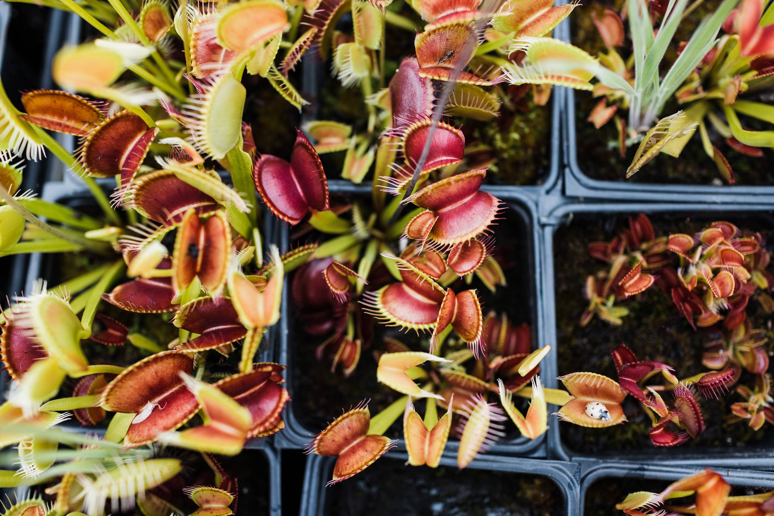 The Jonsteen Company - Wholesale Plant Seeds - Venus Flytrap | Seed Grow Kit9