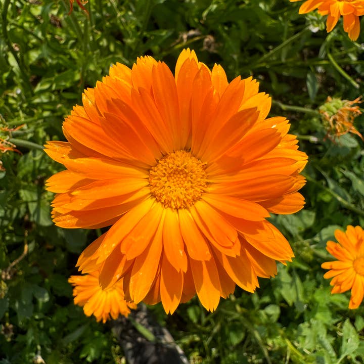 Calendula Hydrosol for wholesale by Morning Myst Botanics