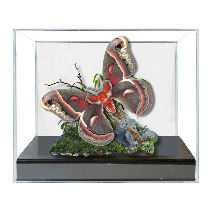 Instar Innovations - Venta al por mayor Artículo decorativo de mesa - Diorama de polilla Cecropia real, 6 x 8 x 6 pulgadas 1