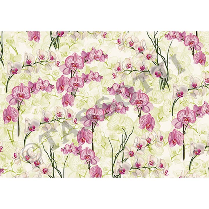 T0472 - Orchids - Pack for wholesale by Nelson Line