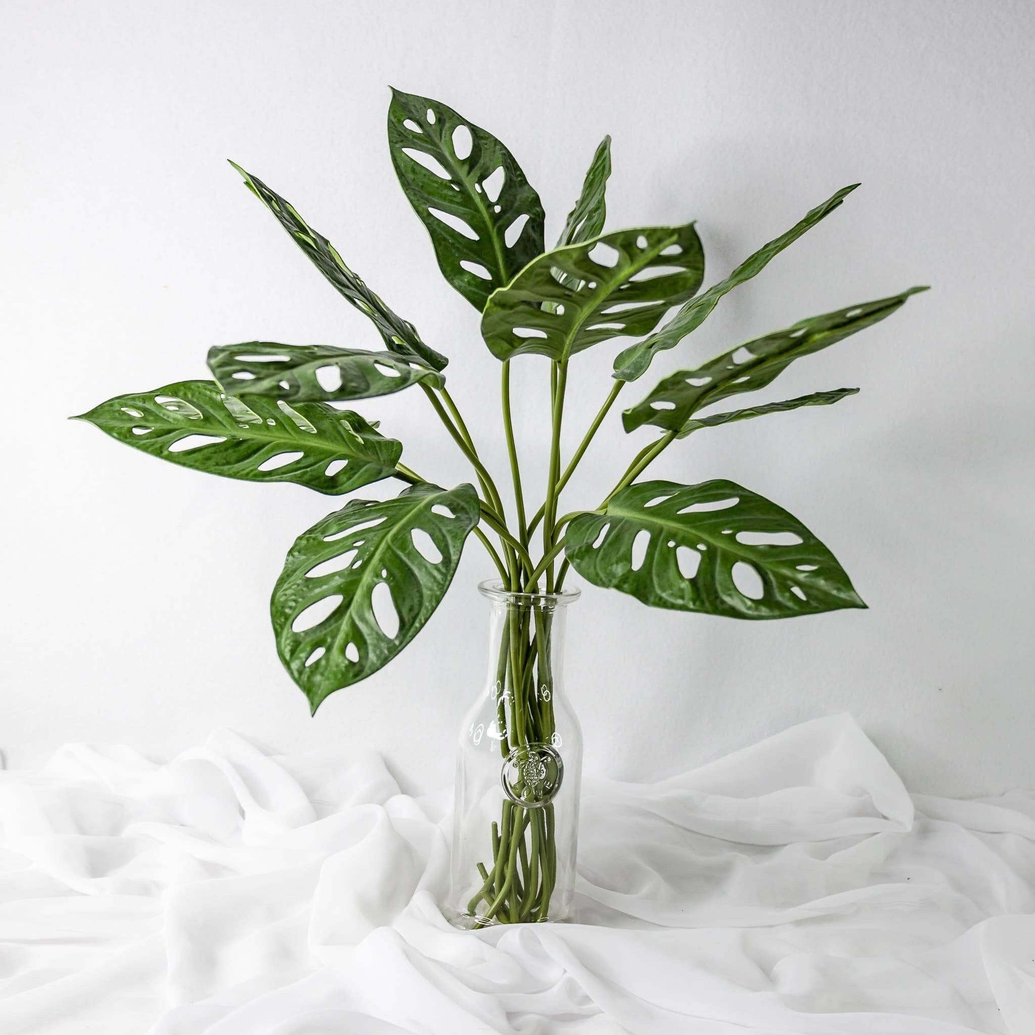 Realistic Artificial Flowers - Wholesale Artificial plant - Large Obliqua Leaf (12 Pack)   - Realistic Artificial Flowers and Greenery2
