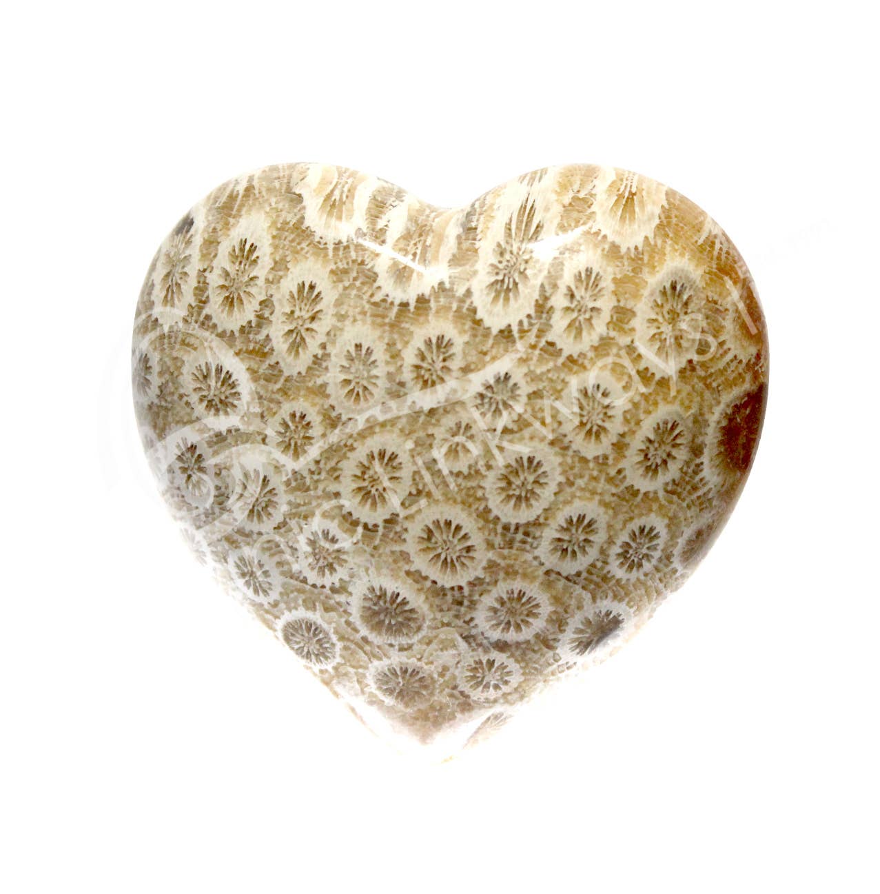 Oceanic Linkways Inc - Wholesale Spiritual Stone/Crystal - (PC)HEART - FOSSIL CORAL 2"
