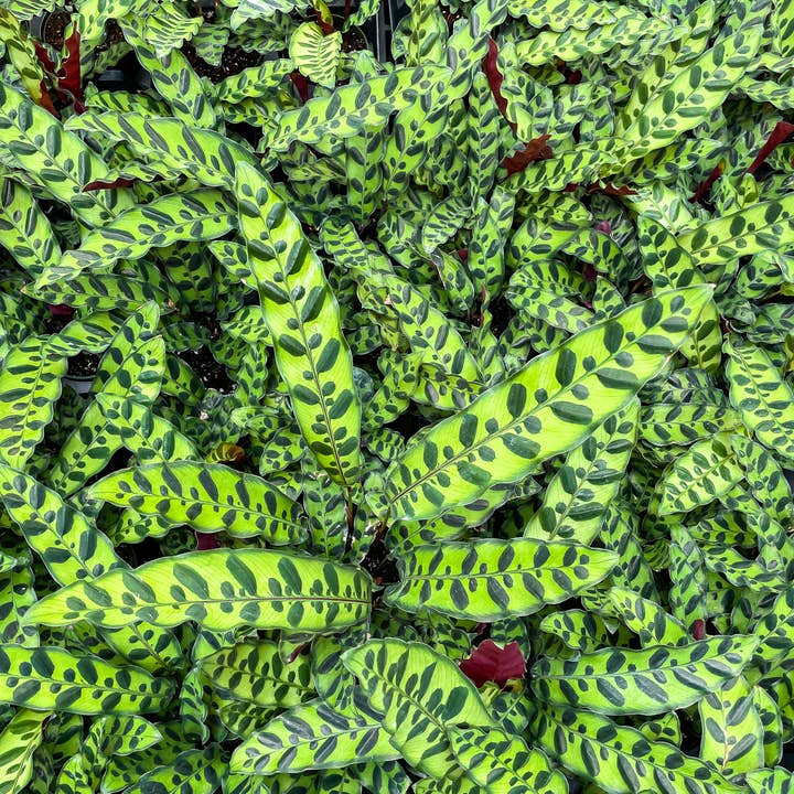 Thorsen's Greenhouse - Vente Plante - Crotale Calathea - Plante vivante3