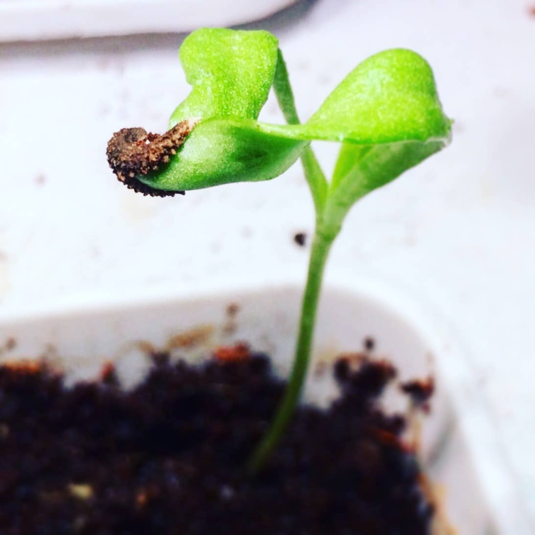 BLOOM your message - Wholesale Zaadjes voor platten - Plantbare groeikaarten (set) Met groenten- en kruidenzaadjes8