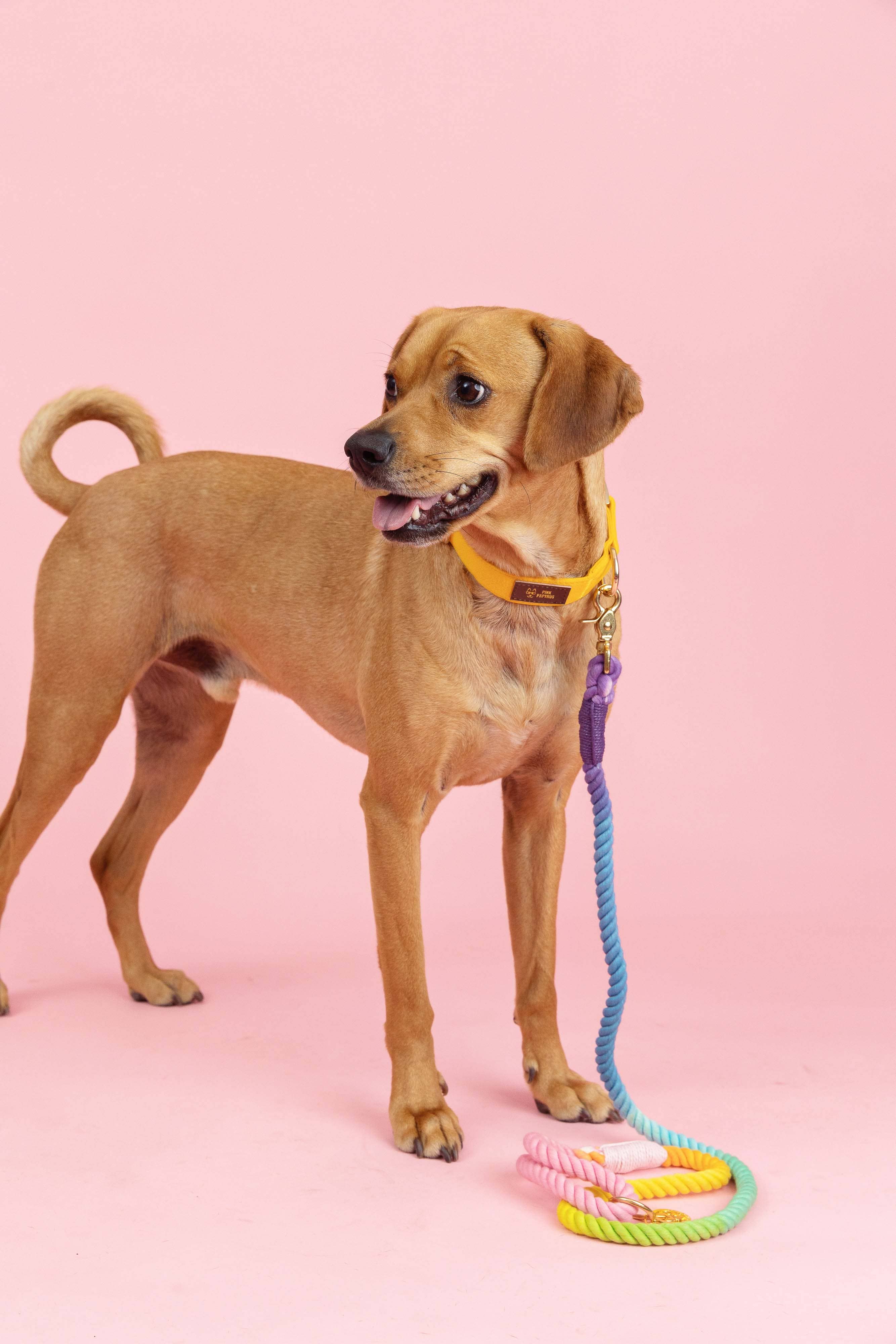 Pink Papyrus | Premium, Durable, & Stylish Dog Products - Wholesale Pet Leash - Dog - Nola Rope Dog Leash | Dog Leash | Rainbow Leash2