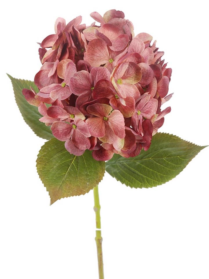 Hortensie x1 Fuchsia 68 cm (20 cm) für den Großhandel von Aguilar Málaga