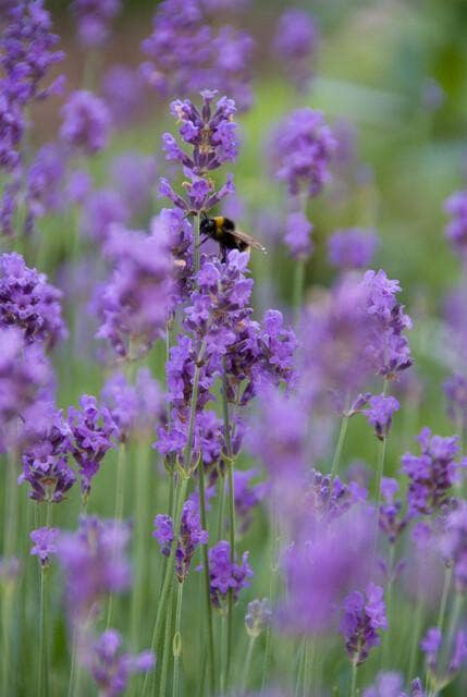 Oasis of Life – wholesale Live plant – Lavender Lavandula angustifolia 'Munstead' – 48 plants – ↕10-25 cm – Ø9 cm – Compact lavender – Hardy & easy to care for – Bee-friendly – Mediterranean flair0