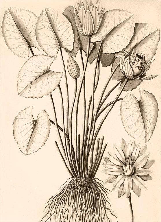 Found Image Press - Wholesale Sticker - Sticker FC-285 Water Lily Drawing0