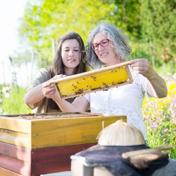 little bee fresh - Wholesale Healing Salve/Balm/Cream - Royal Jelly - 60 pieces1