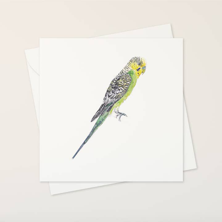 cartão de saudações budgie por atacado de katiebirdie
